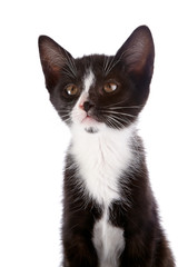Portrait of a black and white kitten on a white background.