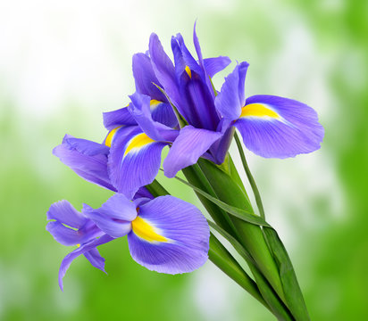purple iris flower on green background