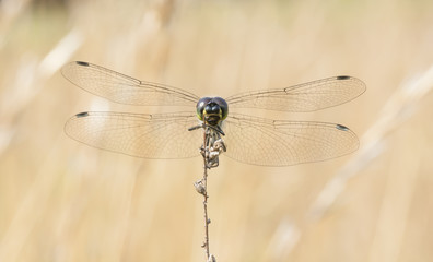 Dragonfly on a plant