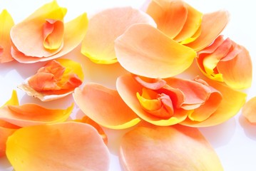 Fototapeta na wymiar Rose petals orange