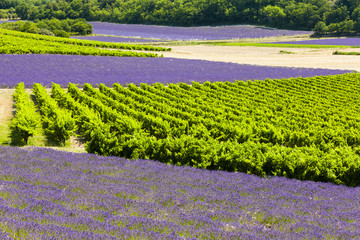 lavender fields with vineyards, Rhone-Alpes, France
