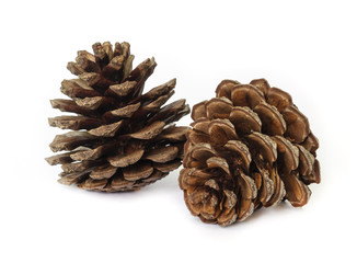 Pine cones.