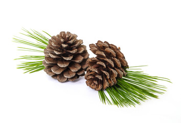 Pine cones.