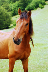 horse