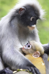 Obraz premium the young dusky langur sucking up milk from mother