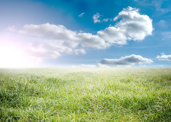 Beauitful green meadow