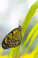 Tree nymph butterfly covered with dew drops