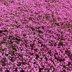 Obraz premium Bees on the flowers.