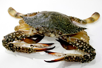crab