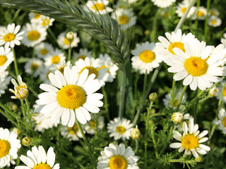 Fototapeta premium Summer wildflowers