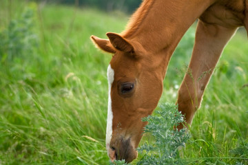Horse Foal eating in field