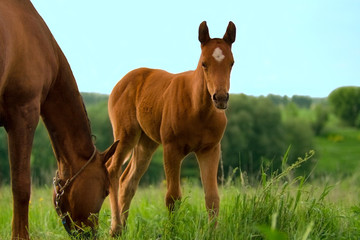 Horse and colt on green meadow at spring day