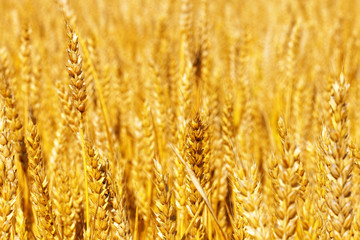 Field of golden rye close-up