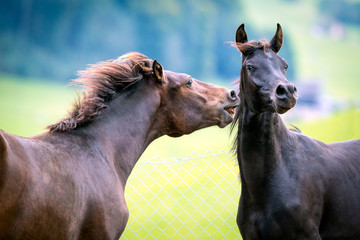 Two horses playing at pasture.