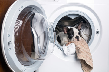 French bulldog puppy inside the washing machine