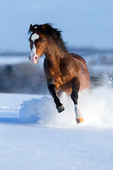 Horse gallops in winter.