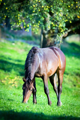 Naklejka na ściany i meble Horse eating grass in pasture.