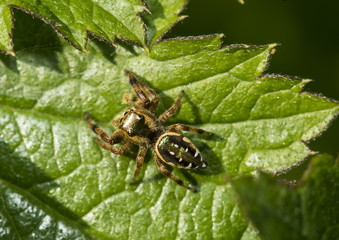 The jumping spider family (Salticidae)