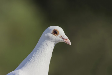 White Dove
