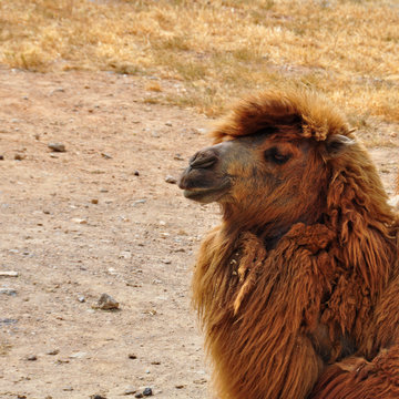 wild bactrian camel