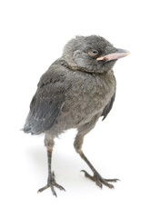 Bird close-up isolated on white background