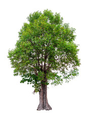 Irvingia malayana also known as Wild Almond