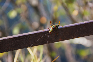 Grashüpfer auf Metallstab