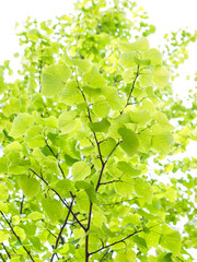European aspen tree, fresh green leaves