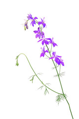 Fototapeta na wymiar Purple wildflower isolated on a white background