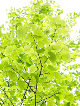 European aspen tree, fresh green leaves