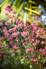 pink flowers backlit