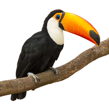 Fototapeta Toucan