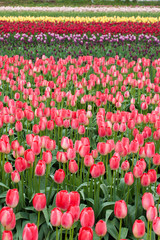 beautiful pink tulip field