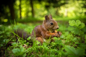 Naklejka na ściany i meble squirrel eats a nut in the grass