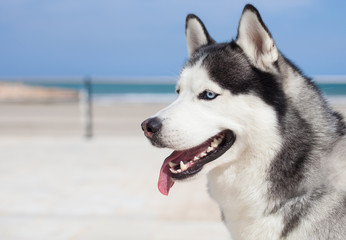 purebred husky resting near the beach