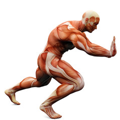 muscle man puching © DM7