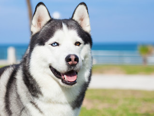 adorable husky on a sunny day
