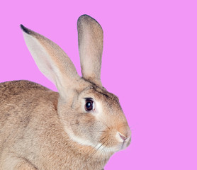 Nice brown rabbit