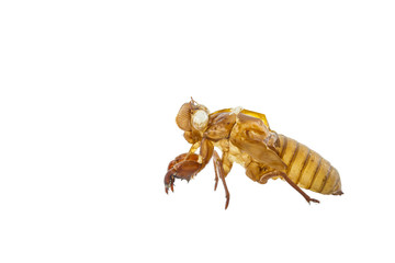 Exuviae of cicada isolated on white background