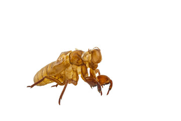 Exuviae of cicada isolated on white background