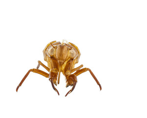 Exuviae of cicada isolated on white background
