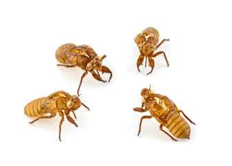 Exuviae of cicada isolated on white background