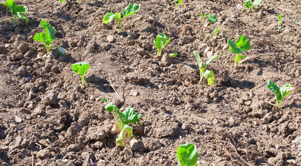 potatoes growing closeup
