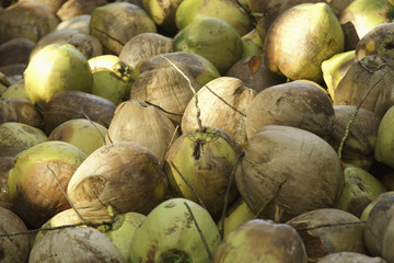 Sprout of coconut tree