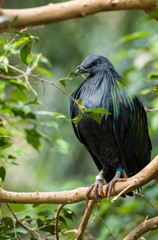 Nicobar Pigeon