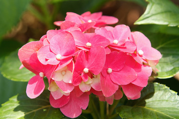 pink hydrangea blossoms
