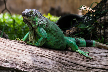 Closeup Portrait Of A Green Iguana