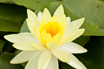 beauty of lotus