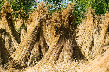 Dry straw, nature concept
