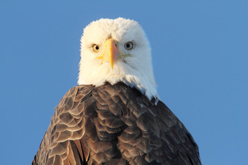 Bald Eagle (haliaeetus leucocephalus)